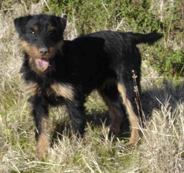 Deutscher Jagd Terrier