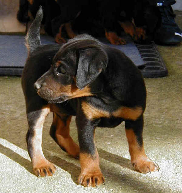 Deutscher Jagd Terrier