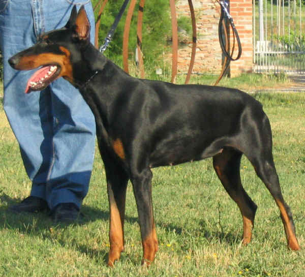 Dobermann