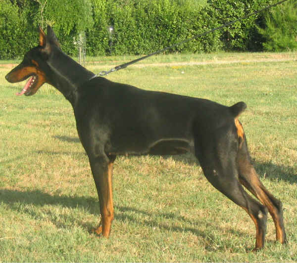 Dobermann