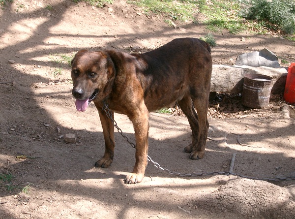 Dogo Sardo - Cani pertiatzu