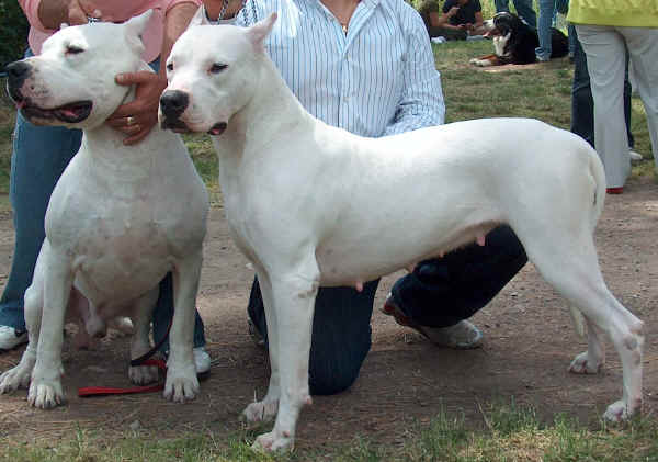 Dogo Argentino