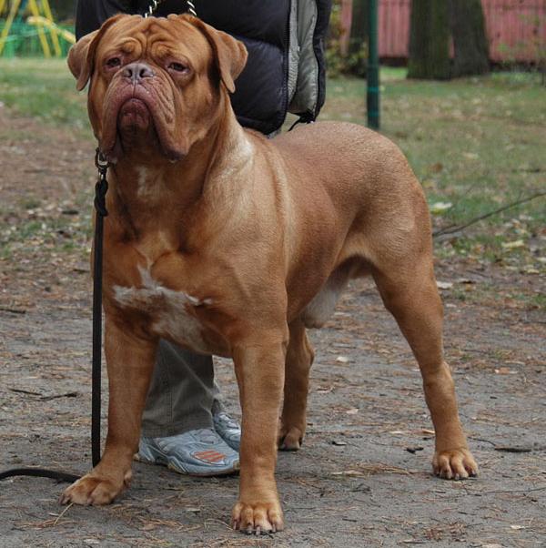 Dogue de Bordeaux