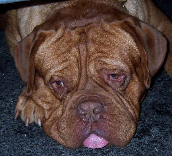 Dogue de Bordeaux