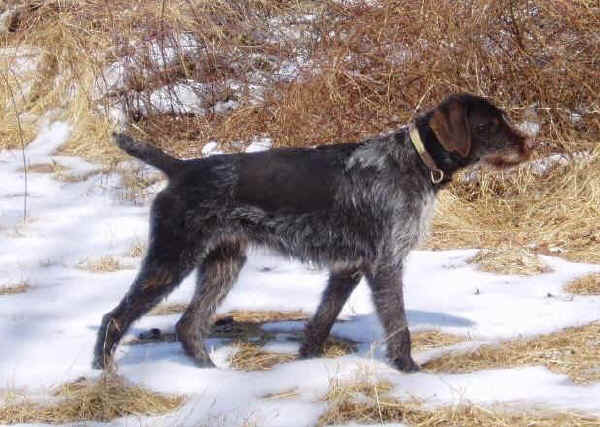 Cane Da Ferma Tedesco A Pelo Corto Colori