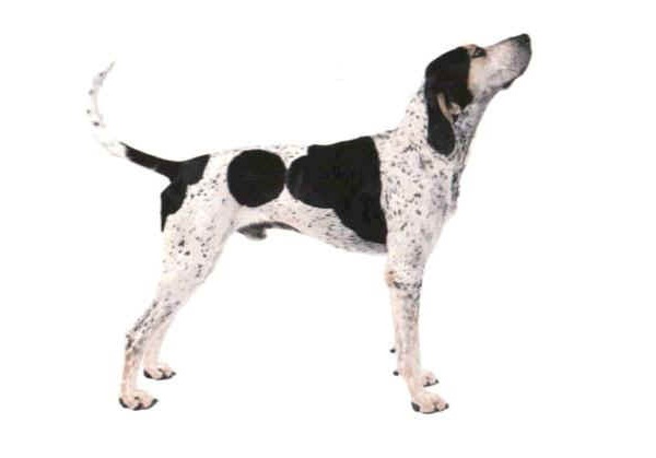 English Coonhound