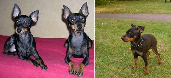 English Toy Terrier