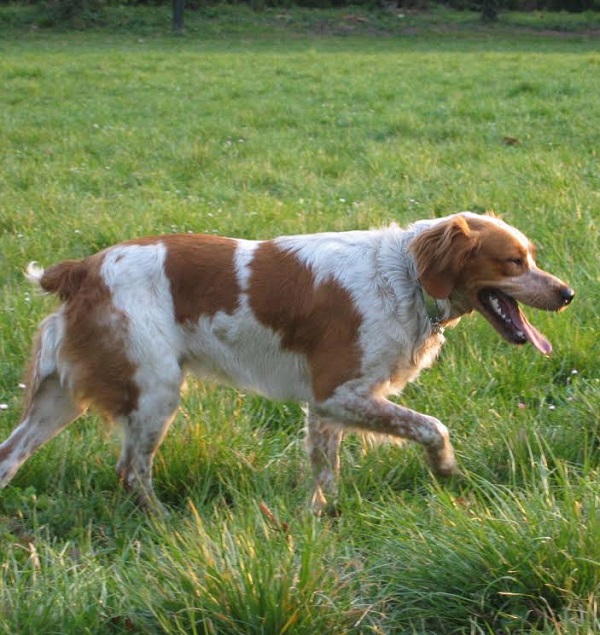 Epagneul Breton