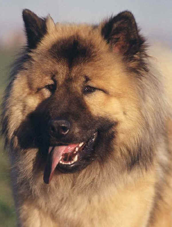 Eurasier