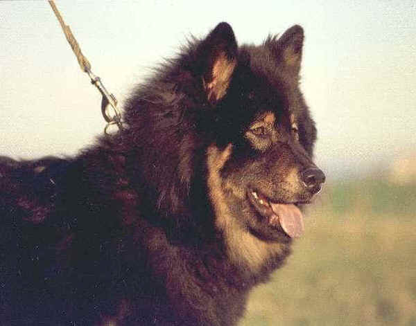 Pannello Decorativo Per Cane Eurasier 20x10 Cm In PVC, Resistente Alle Intemperie Con Pellicola Anti UV