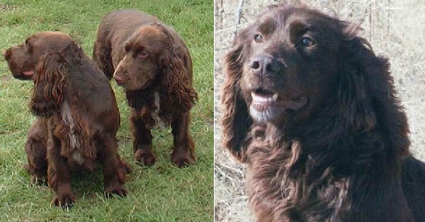 Field Spaniel