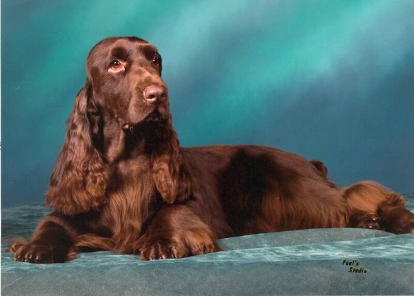 Field Spaniel