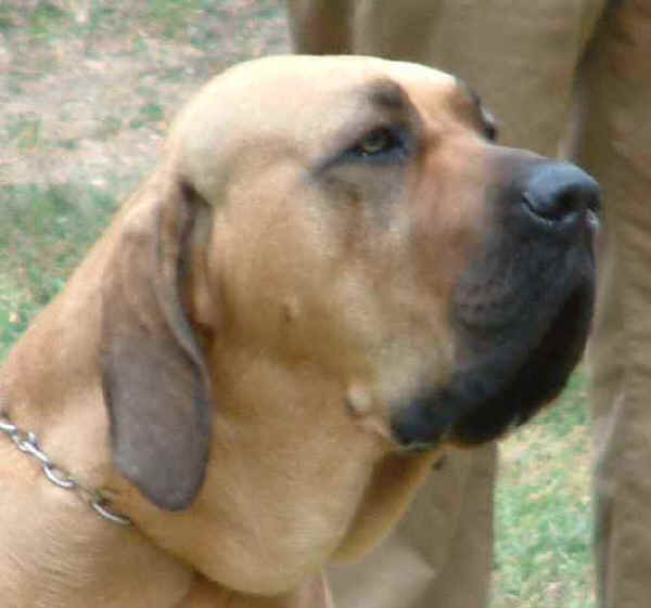 Fila Brasileiro