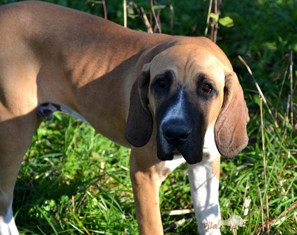 Fila Brasileiro