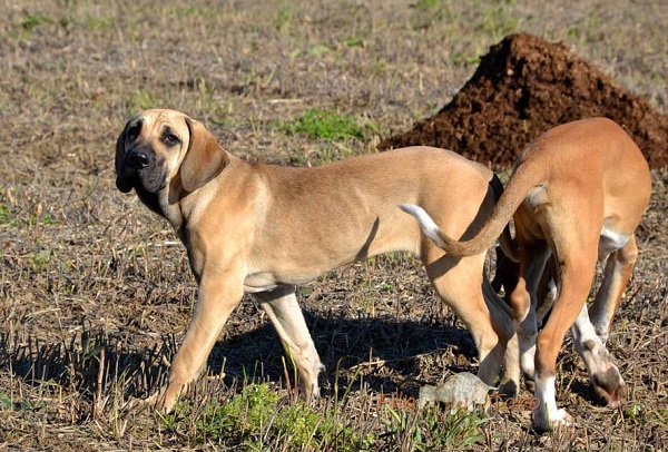 Fila Brasileiro