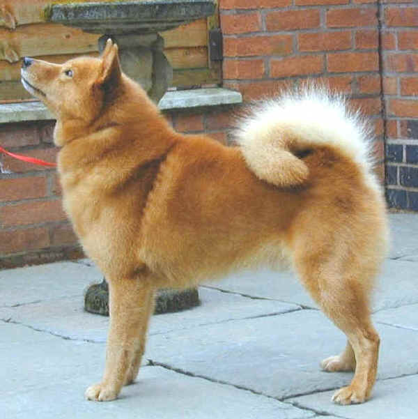 Finnish Spitz
