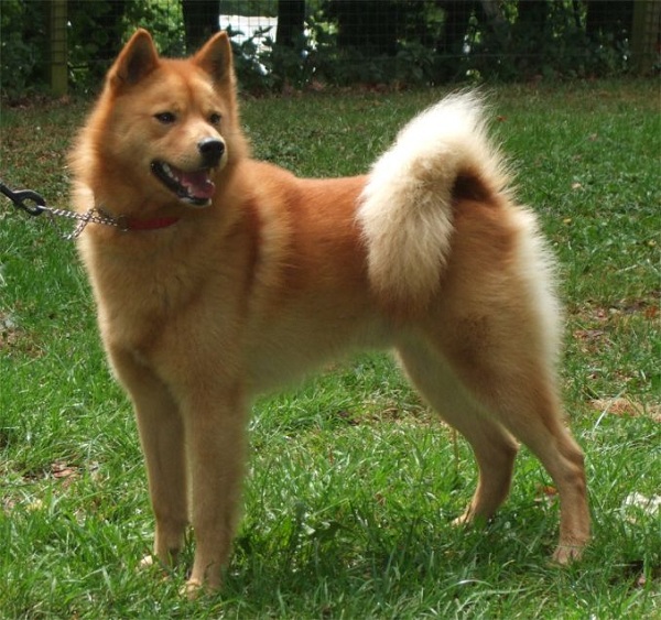 Finnish Spitz