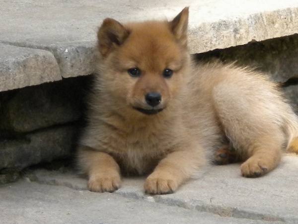 Finnish Spitz