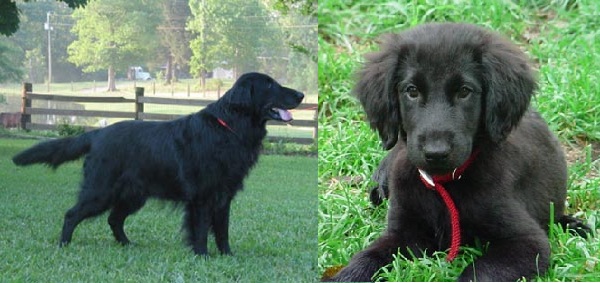 Flat-Coated Retriever