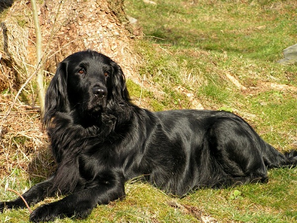 Flat-Coated Retriever