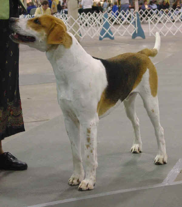 Foxhound