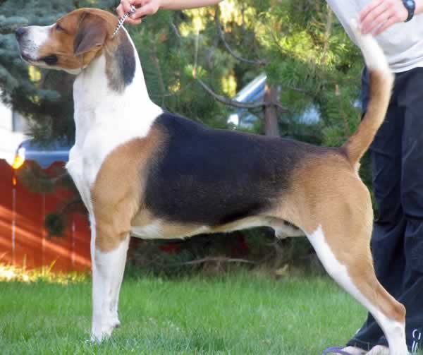 Foxhound 