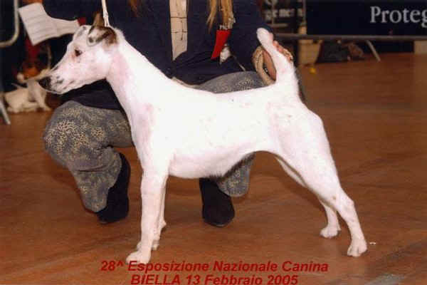 Fox Terrier a Pelo Liscio