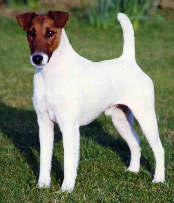 Fox Terrier a Pelo Liscio