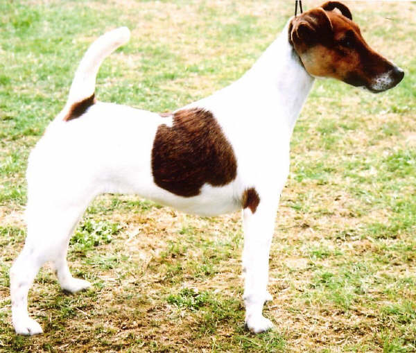 Fox Terrier a Pelo Liscio