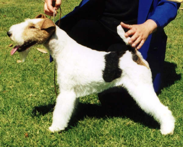 Fox Terrier a Pelo Ruvido