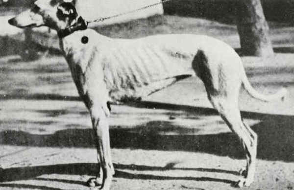 Galgo Anglo-Spagnolo 