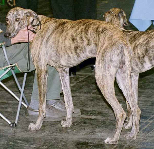 Galgo Spagnolo 