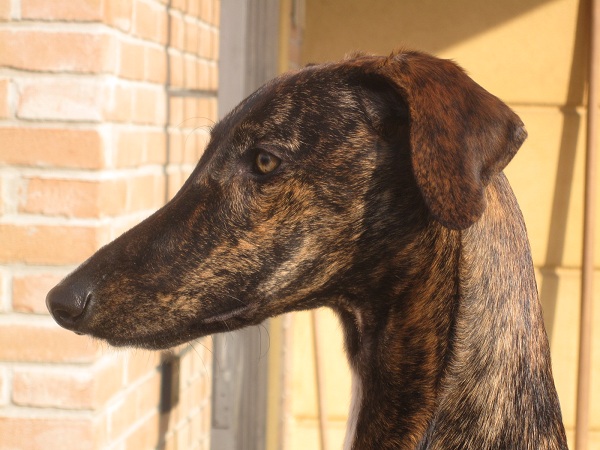 Galgo Spagnolo 