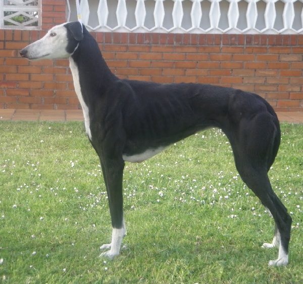 Galgo Spagnolo 