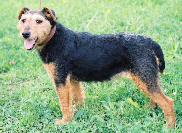 German Hunting Terrier