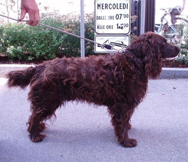 German Spaniel