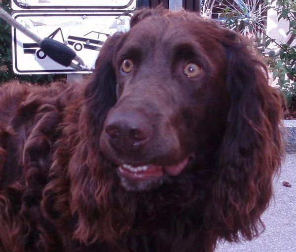 German Spaniel