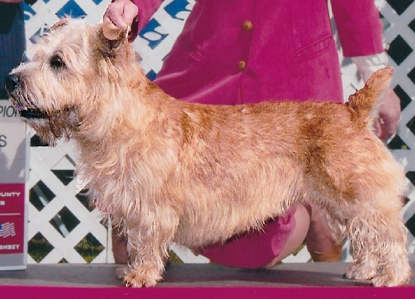 Glen of Imaal Terrier