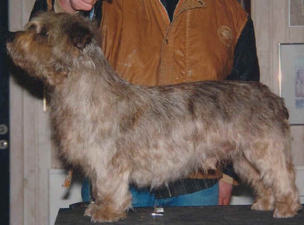 Glen of Imaal Terrier