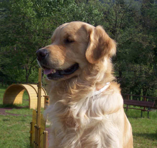 Golden Retriever