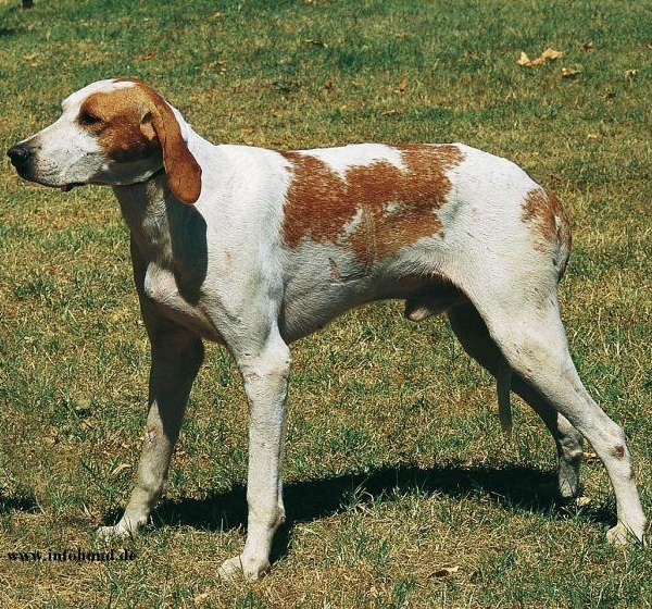 Grand Anglo-Français Blanc et Orange