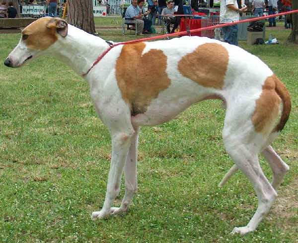 Greyhound