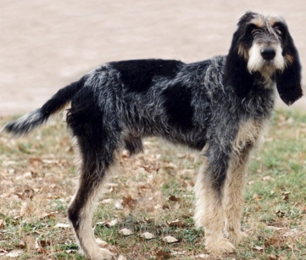 Griffon Bleu de Gascogne