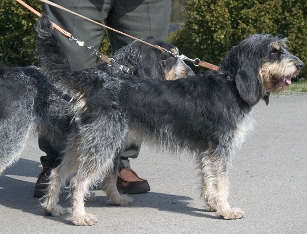 Griffon Bleu de Gascogne