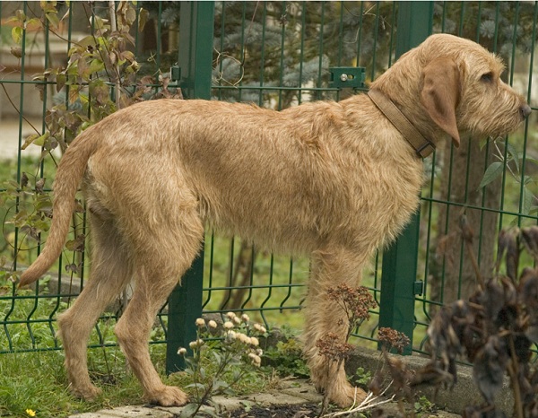 Griffon Fauve de Bretagne 