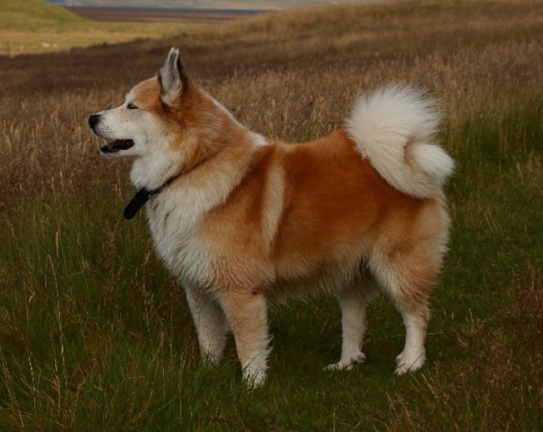 Iceland Dog