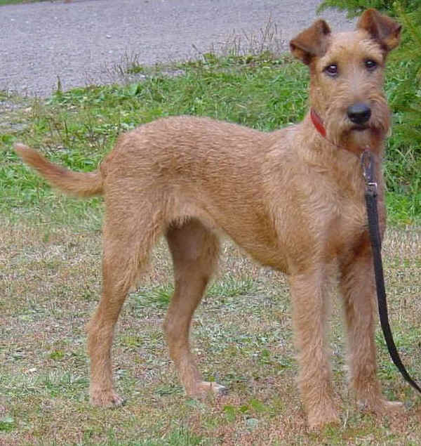 Irish Terrier