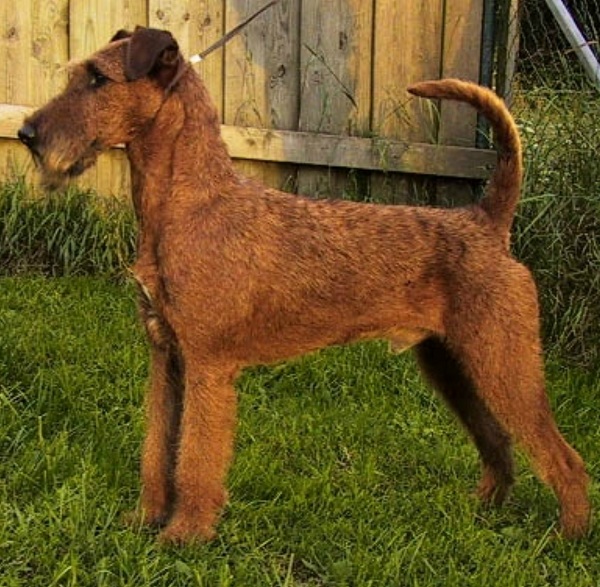 Irish Terrier