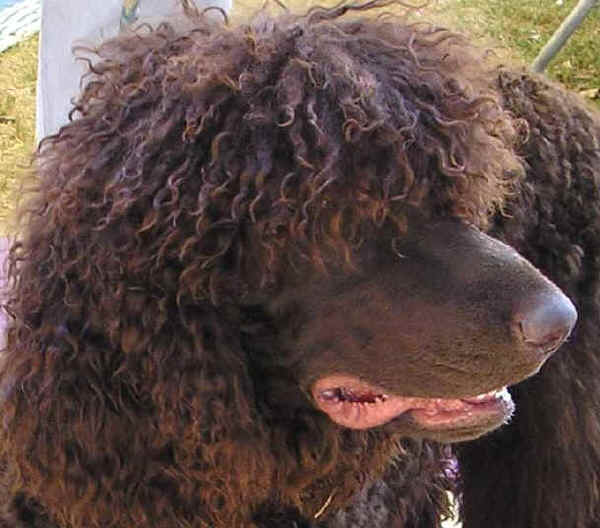 Irish Water Spaniel 