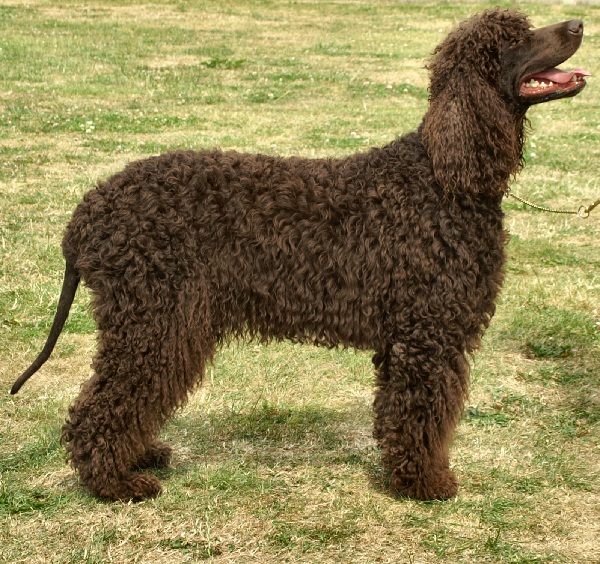 Irish Water Spaniel 